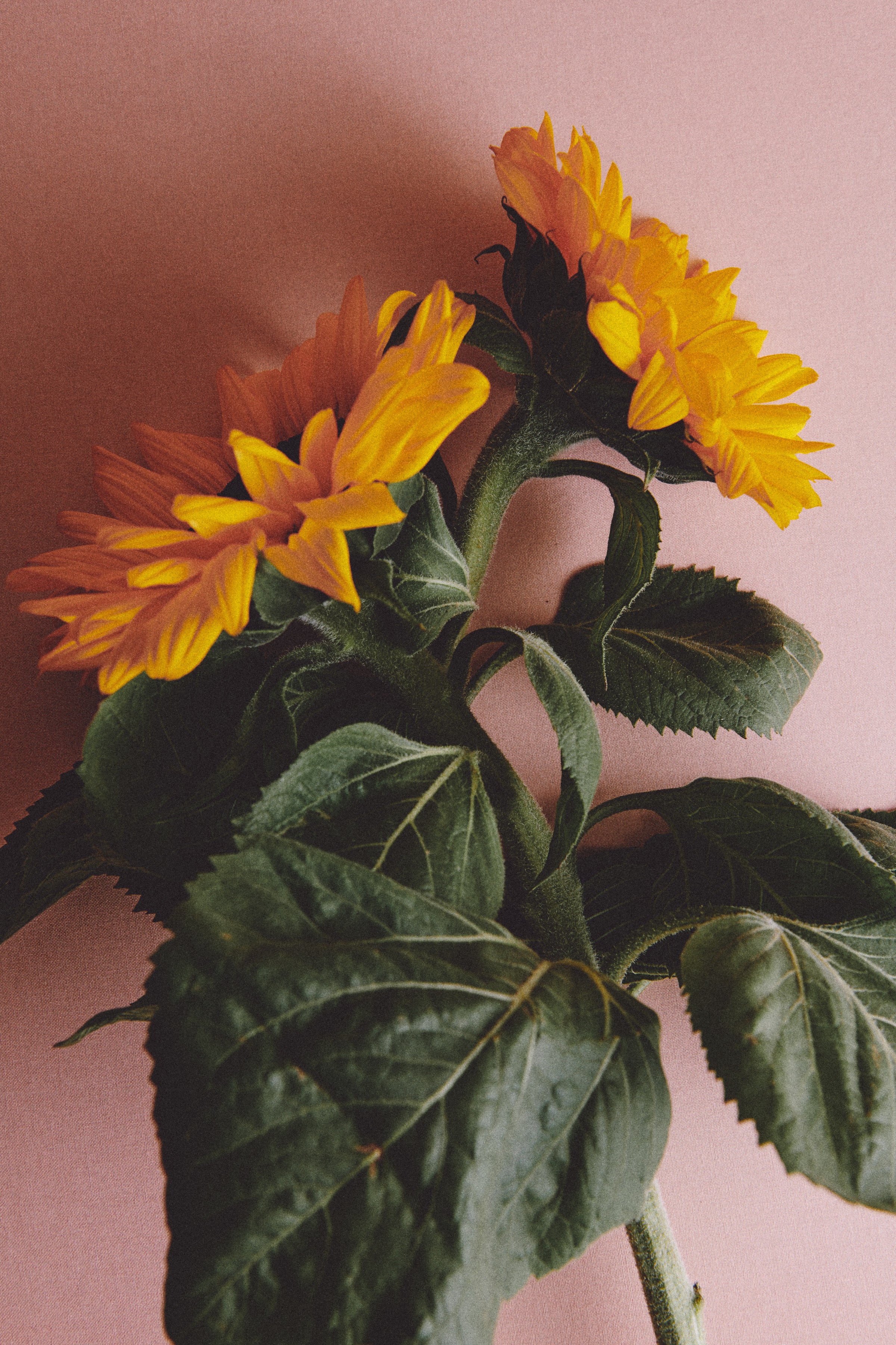 COLLAR MARGUERITTE Circo Jewellery