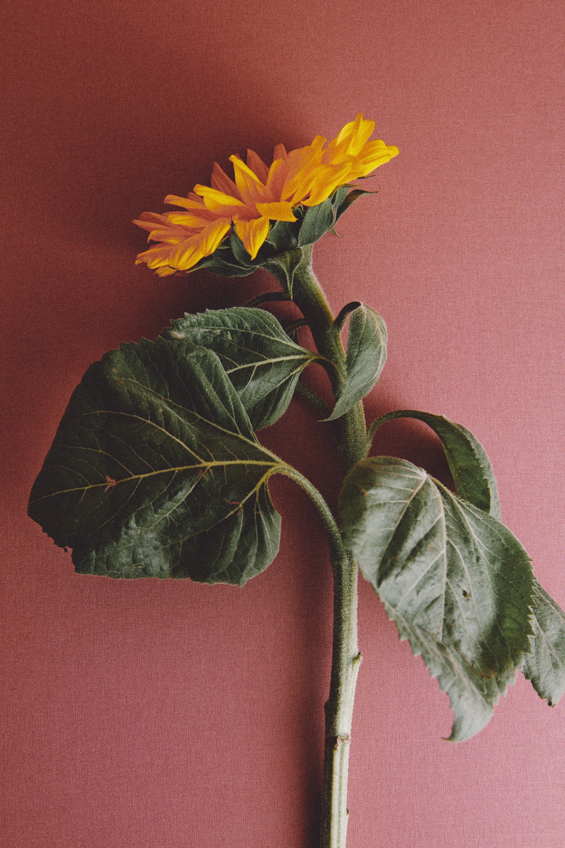 PULSERA RIGÍDA LOVE Circo Jewellery